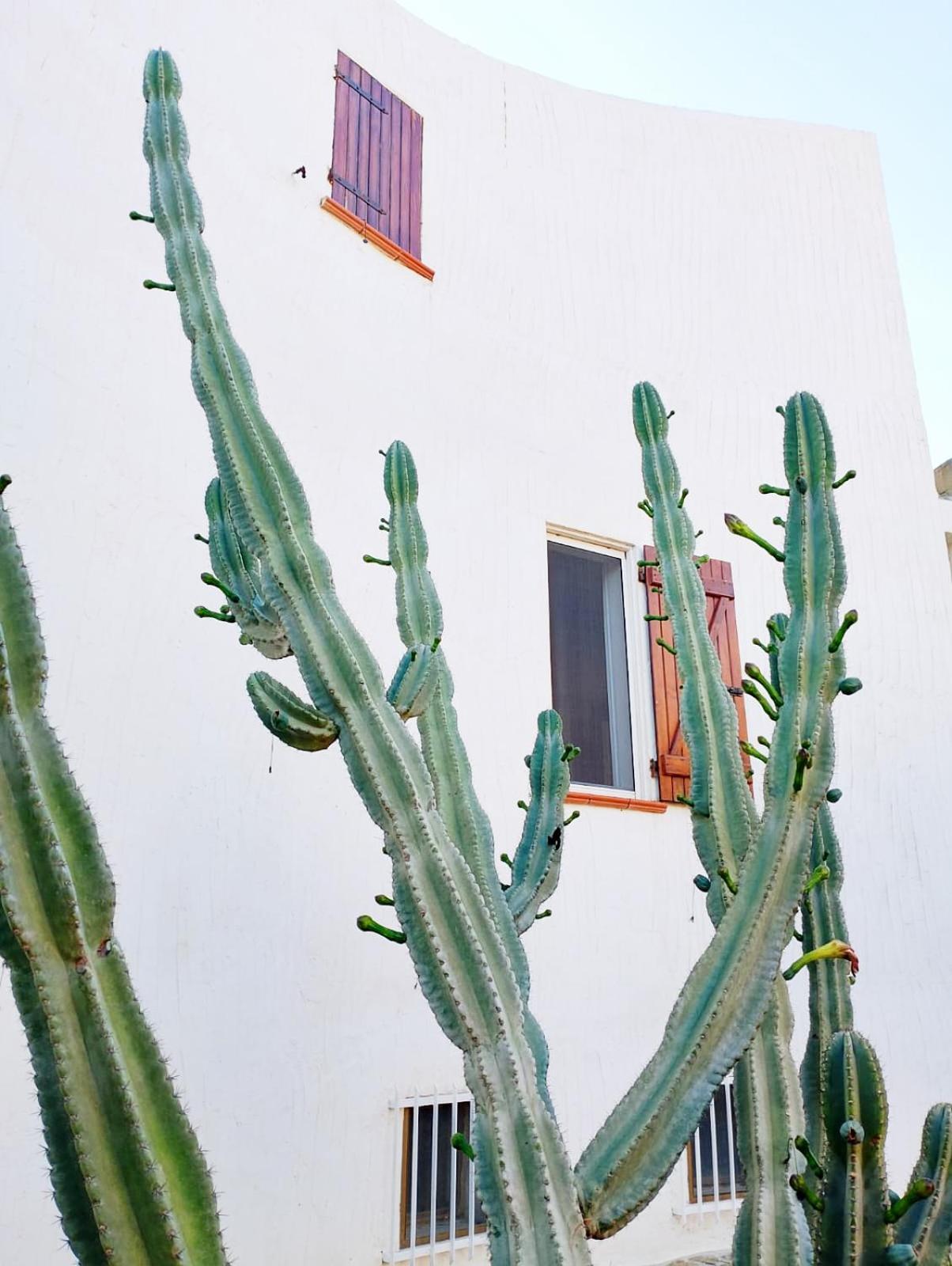 Villa Anna 300 M Dal Mare Torre delle Stelle Exterior foto
